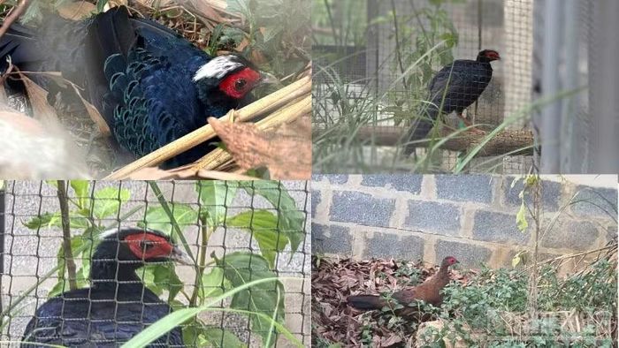 Các cá thể Gà lôi lam mào trắng đang được nuôi tại Trung tâm Bảo tồn Thiên nhiên Việt ở bản Bang, xã Kim Ngân, tỉnh Quảng Trị.