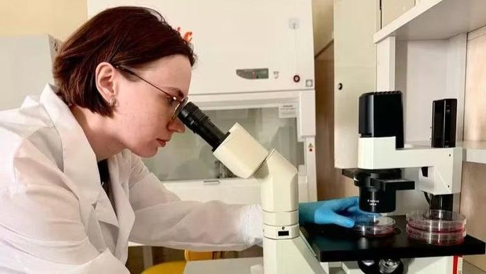 Elizaveta Chechekhina, nhà nghiên cứu tại Phòng thí nghiệm Nghiên cứu Công nghệ Gen và Tế bào thuộc Đại học Quốc gia Moskva mang tên M.V. Lomonosov, đang nghiên cứu nuôi cấy tế bào bằng kính hiển vi. (Ảnh: RIA NOVOSTI)