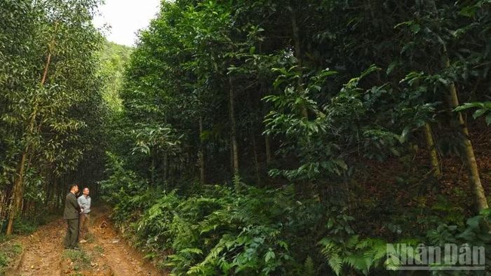 Bộ Nông nghiệp và Môi trường thúc đẩy phát triển 1 triệu ha rừng trồng gỗ lớn đến năm 2030.