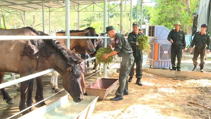 Cán bộ, chiến sĩ Đoàn Cảnh sát cơ động Kỵ binh chăm sóc, bảo đảm chế độ dinh dưỡng và sức khỏe cho đàn ngựa trước đêm khai mạc Hội thao CAND năm 2026.