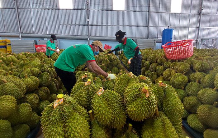 Thu gom, sơ chế, đóng gói sầu riêng để xuất khẩu. Ảnh: T.C