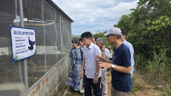  Chào đón gà lôi lam mào trắng trở về quê hương. Ảnh: ĐỨC NGHĨA 