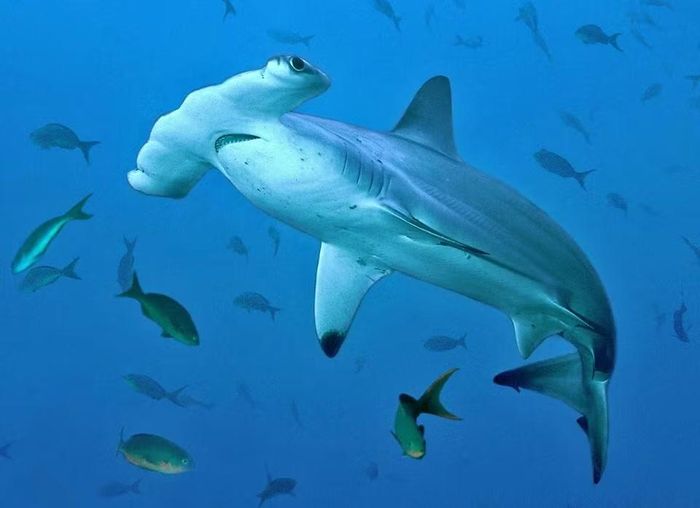 Ảnh: monaconatureencyclopedia