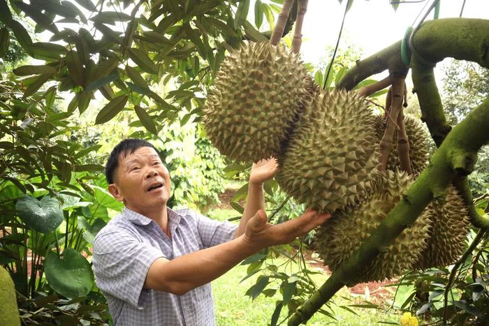 Những quả sầu riêng to đẹp, đạt chuẩn xuất khẩu.