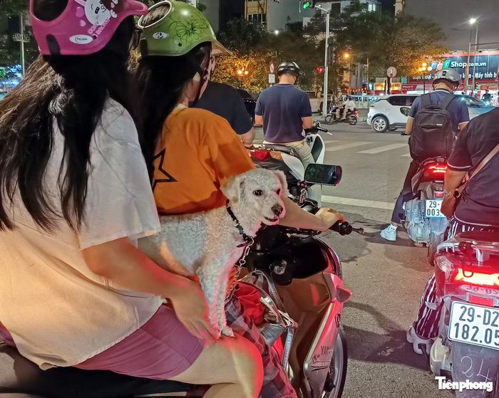 Nhiều người đi xe máy mang theo chó ra đường cũng không rọ mõm. "Tôi đang chờ đèn đỏ, con chó sủa inh ỏi khi thấy một con chó khác ven đường. Việc này khiến nhiều người giật mình" - chị Ngọc, một người dân chia sẻ. (Trong ảnh, người dân mang theo chó trên đường Thanh Nhàn).