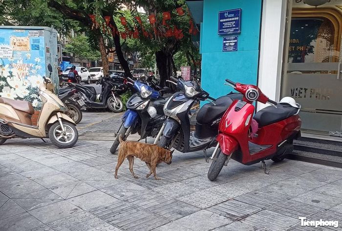 Chó không rọ mõm chạy nhông nhông trên đường Nguyễn Du.