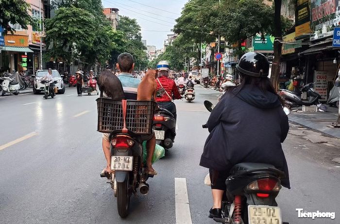 Một số ý kiến cho rằng, để hạn chế tình trạng thả rông chó nơi công cộng không rọ mõm, chính quyền địa phương cần tăng cường tuyên truyền, kiểm tra và xử lý nghiêm các trường hợp vi phạm để răn đe nhằm bảo đảm an toàn cho người dân.