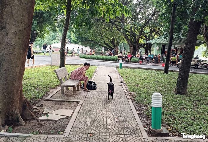 Một con chó chạy trong công viên nhưng không có rọ mõm, không có người trông giữ.