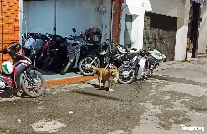 Hình ảnh chó không rọ mõm xuất hiện thường xuyên trong khu dân cư.