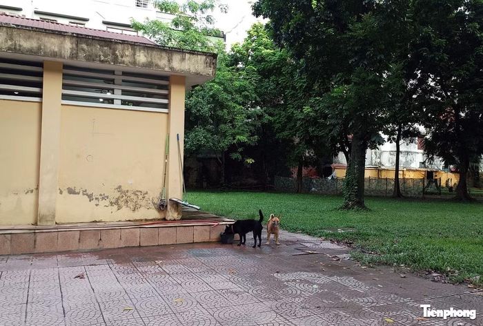 Ông Hải (trú tại Hà Nội) cho rằng, việc người dân thả chó chạy rông ngoài đường, không rọ mõm cần được xử lý nghiêm bởi không ít trường hợp người đi bộ, trẻ em hoặc người đi xe đạp, xe máy bị chó bất ngờ đuổi theo và cắn, gây thương tích và ảnh hưởng đến tâm lý. "Khi bị chó cắn còn có nguy cơ mắc bệnh dại nếu con vật mang mầm bệnh và rất nguy hiểm nếu không được điều trị kịp thời" - ông Hải nói.
