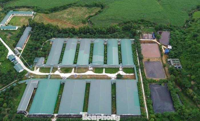 Một góc trại lợn của Công ty TNHH chăn nuôi Bình Sơn (xã Thạch Quảng).