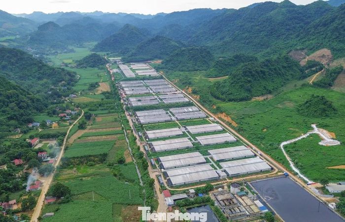 Hình ảnh trại lợn của Công ty TNHH Dịch vụ và Chăn nuôi NewHope Thanh Hóa trên diện tích 100ha.