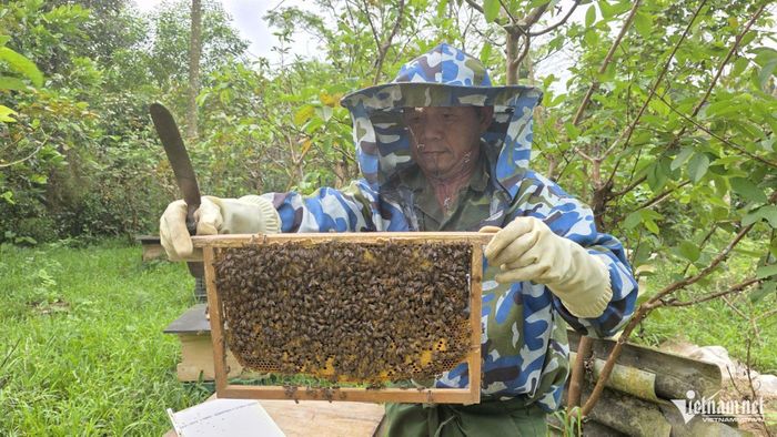 Gia đình ông Đinh Hữu Mẫn, ở thôn Tân Hóa, xã Kim Điền hiện đang duy trì nuôi 30 đàn ong. Ảnh: Phạm Tiến