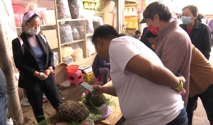 Nghề hái nấm đã giúp nhiều hộ gia đình tăng thu nhập gấp hàng chục lần nhờ mô hình khoán rừng bền vững. Ảnh: Yunnan Gateway