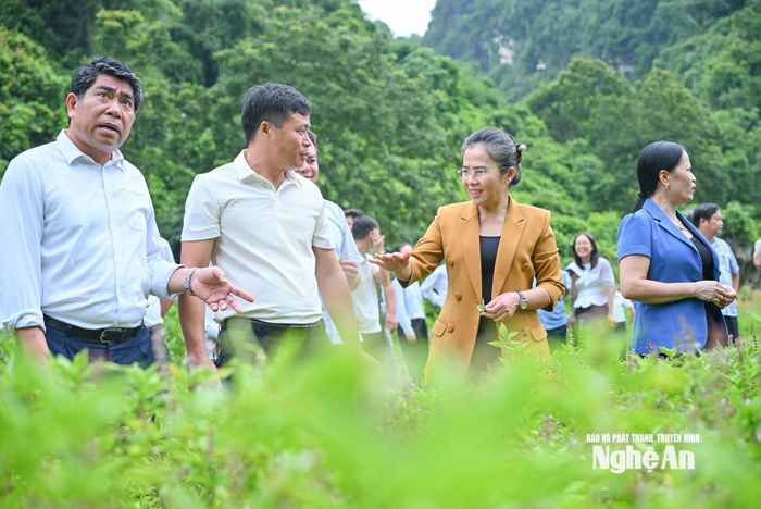 Phó Bí thư Tỉnh ủy Võ Thị Minh Sinh trao đổi cùng đơn vị phát triển dược liệu. Ảnh: Thành Cường