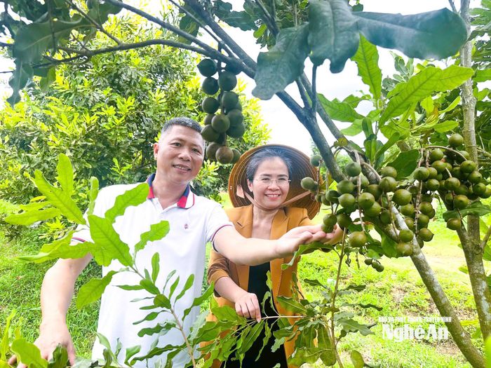 Phó Bí thư Tỉnh ủy Võ Thị Minh Sinh đi thăm, kiểm tra tình hình trồng và chế biến hạt mắc ca tại xã Nghĩa Đàn. Ảnh: Phương Thảo