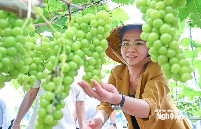 Vườn nho được trồng trên diện tích 6.000 m2 bằng hệ thống nhà màng hở, sản lượng đạt 3 tấn/năm. Ảnh: Thành Cường
