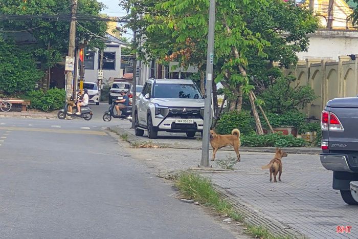 Tại các phường trung tâm như Thành Sen, Trần Phú, Hà Huy Tập, rất dễ bắt gặp tình trạng chó thả rông trên vỉa hè.