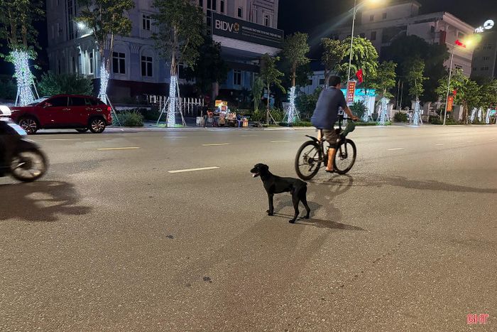 Tuy nhiên, trên thực tế tại nhiều tuyến đường và khu dân cư ở Hà Tĩnh, tình trạng chó không được rọ mõm, không có dây xích thả rông diễn ra khá phổ biến.