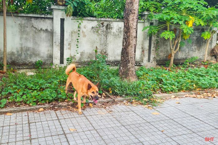 Thực trạng chó thả rông, không rọ mõm không chỉ làm ảnh hưởng đến mỹ quan đô thị mà còn tiềm ẩn nguy cơ mất an toàn giao thông, gây nguy hiểm cho người đi đường và làm tăng nguy cơ lây truyền bệnh dại.