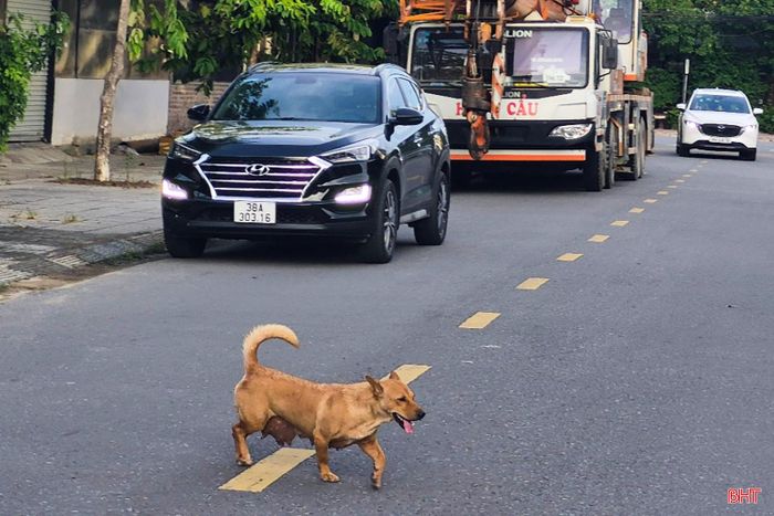 Nghị định mới quy định mức xử phạt được kỳ vọng sẽ góp phần thay đổi ý thức của người nuôi. Tuy nhiên, để quy định đi vào cuộc sống, cùng với việc tuyên truyền, các địa phương cần tăng cường kiểm tra và xử lý nghiêm những trường hợp thả rông chó, không rọ mõm nơi công cộng nhằm bảo đảm an toàn cho cộng đồng.