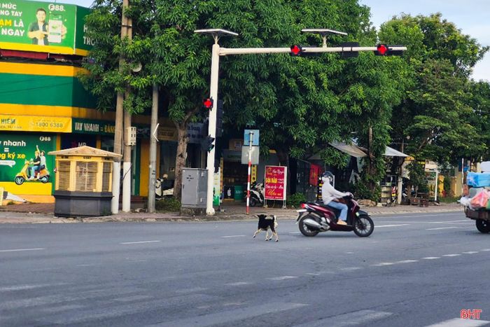 Nhiều con còn băng qua làn xe đang lưu thông, gây nguy hiểm cho người tham gia giao thông.