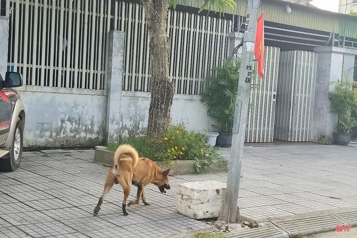 Bà Phan Thị Mai (phường Hà Huy Tập) cho biết: "Chiều nào tôi cũng dành thời gian đi bộ để rèn luyện sức khỏe. Thế nhưng, nhiều lần gặp những con chó lớn được chủ thả rông, không rọ mõm khiến tôi luôn trong tâm trạng lo lắng, bất an, không còn cảm giác yên tâm khi tập thể dục".