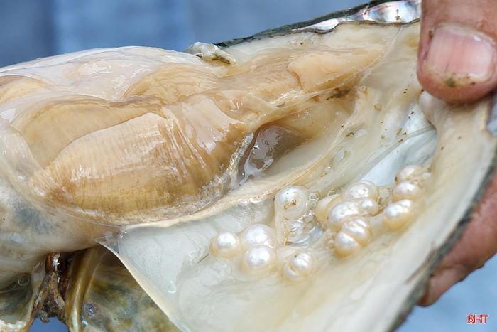 Những ngày này, công ty đang huy động tối đa nhân lực thu hoạch ngọc trai. Đây là đợt thu hoạch thứ hai trong năm nay, sản lượng ước đạt khoảng 200 kg ngọc, cao hơn nhiều lần so với đợt thu đầu cách đây vài tháng (khoảng 30 kg - PV).