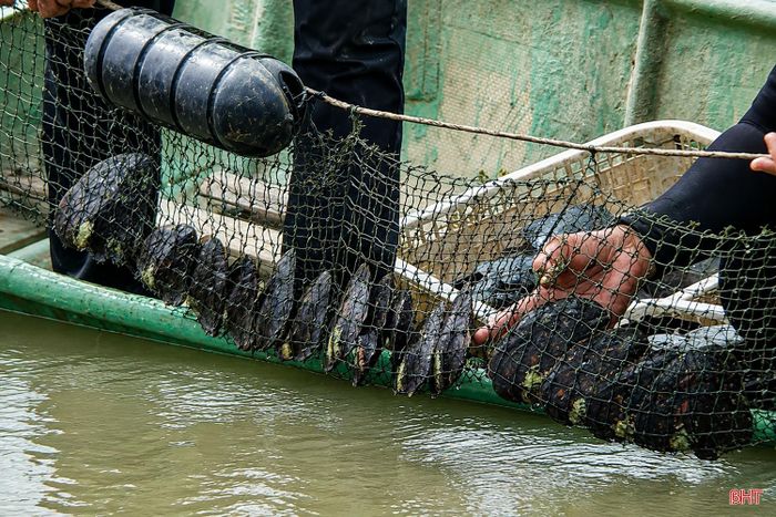 Mặc dù vốn đầu tư ban đầu khá lớn nhưng nuôi trai không mất quá nhiều thời gian và công sức chăm sóc, bởi trai chủ yếu ăn phù du trong tự nhiên.