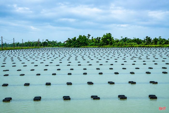 Sau hơn 30 năm gắn bó với nghề nuôi cấy ngọc trai tại Phú Quốc, ông Hồ Phi Thủy đưa quy trình kỹ thuật về áp dụng tại Hà Tĩnh. Cùng với đầu tư cơ sở vật chất, doanh nghiệp đã đào tạo lao động địa phương, hướng dẫn các công đoạn từ lựa chọn giống, cấy nhân, chăm sóc trai đến theo dõi, kiểm soát chất lượng môi trường nước.