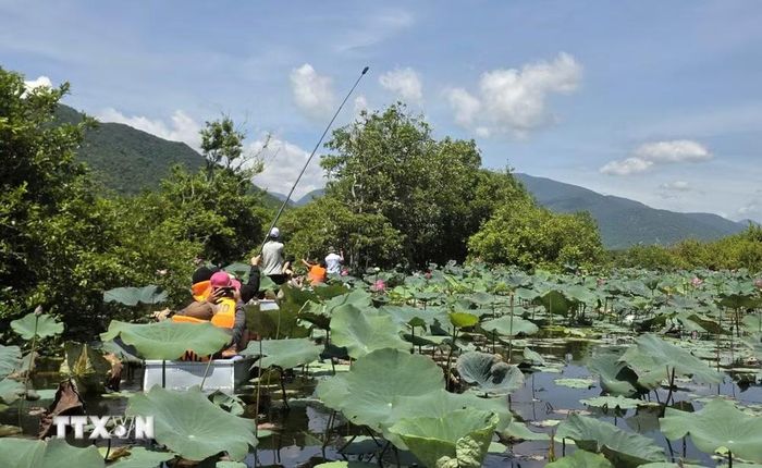 Hoa sen mọc quanh năm trong khu vực rừng ngập nước Bầu Đá. (Ảnh: Tường Quân/TTXVN)