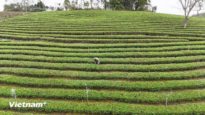 Vùng chè đặc sản xã Đồng Hỷ, tỉnh Thái Nguyên. (Ảnh: PV/Vietnam+)