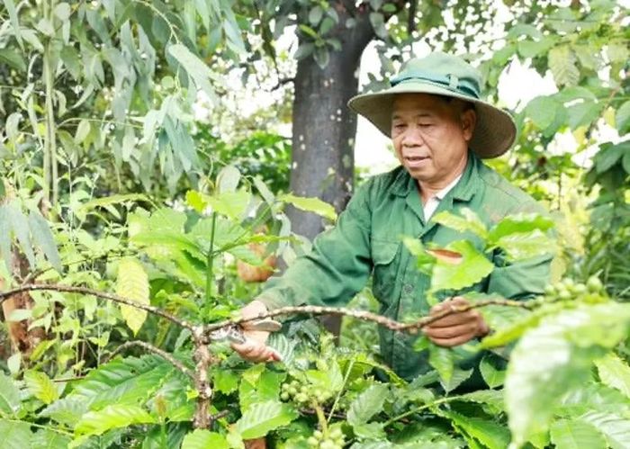Ông Điểu Ká chăm sóc càphê, loại cây công nghiệp có giá trị cao và giúp nhiều hộ dân M’Nông thoát nghèo.