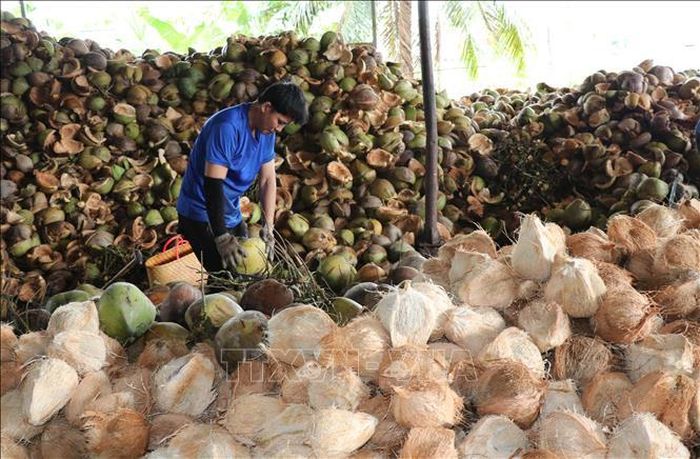 Hoạt động sơ chế dừa tại Hợp tác xã Vạn Hưng, xã Bình Phú, vẫn được duy trì dù giá dừa khô nguyên liệu trên thị trường giảm sâu, gây nhiều khó khăn cho người trồng và đơn vị thu mua.