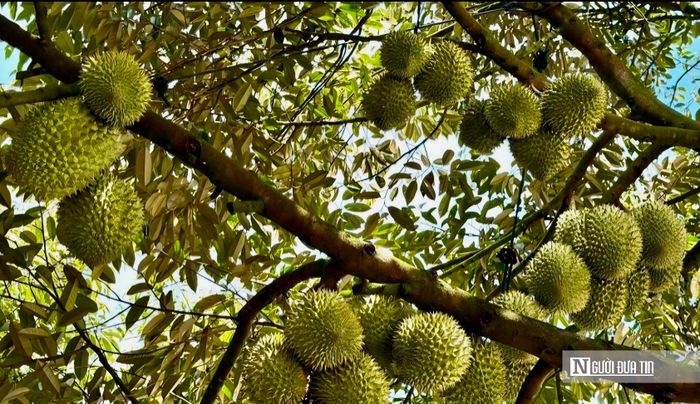 Việc hoàn thiện mã số vùng trồng và nâng cao chất lượng vùng nguyên liệu được kỳ vọng sẽ tạo động lực cho xuất khẩu sầu riêng phát triển bền vững.