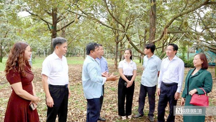Ông Nguyễn Văn Giang, Phó Chủ tịch Hội Nông dân Tp.Đồng Nai (thứ hai từ phải sang), cùng đoàn công tác khảo sát vùng nguyên liệu sầu riêng phục vụ xuất khẩu.