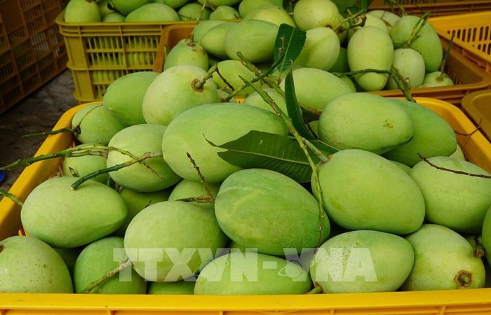 Xoài cát chu Cao Lãnh. Ảnh: Nhựt An - TTXVN