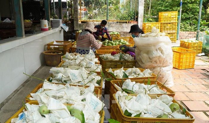 Người dân thực hiện công đoạn lựa, phân loại xoài sau khi thu hoạch. Ảnh: Nhựt An - TTXVN