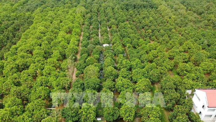 Vườn xoài tại phường Cao Lãnh, tỉnh Đồng Tháp. Ảnh: Nhựt An - TTXVN