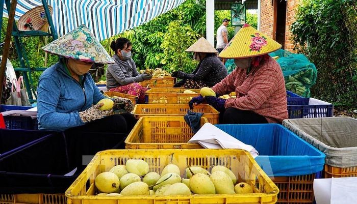 Người dân thực hiện công đoạn lựa, phân loại xoài sau khi thu hoạch. Ảnh: Nhựt An - TTXVN