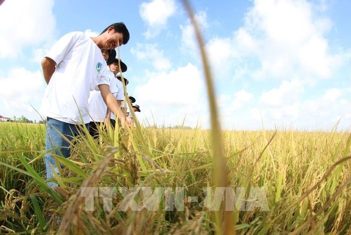 Mô hình vùng nguyên liệu sản xuất lúa chất lượng cao, phát thải thấp theo Đề án 1 triệu ha lúa tại xã Vị Thanh 1, thành phố Cần Thơ. Ảnh: Duy Khương – TTXVN