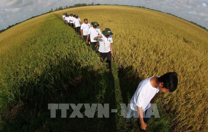 Mô hình vùng nguyên liệu sản xuất lúa chất lượng cao, phát thải thấp theo Đề án 1 triệu ha lúa tại xã Vị Thanh 1, thành phố Cần Thơ. Ảnh: Duy Khương – TTXVN