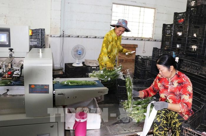 Sơ chế rau an toàn với sự hỗ trợ của hệ thống máy đóng gói tại Hợp tác xã nông nghiệp tổng hợp Hòa Thạnh, xã Long Bình, tỉnh Đồng Tháp. Ảnh: Hữu Chí - TTXVN