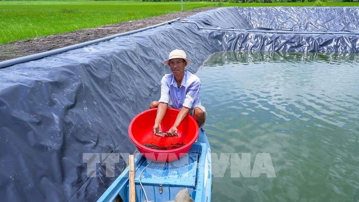 Mô hình nuôi cá bán tự nhiên kết hợp ứng dụng kỹ thuật lót bạt tại tỉnh Tây Ninh, góp phần nâng cao hiệu quả sản xuất, kiểm soát môi trường nuôi và phát triển thủy sản bền vững. Ảnh: Minh Phú – TTXVN