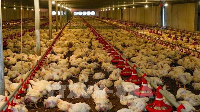 Việc xây dựng cơ sở dữ liệu "đúng, đủ, sạch, sống, thống nhất, dùng chung" tạo nền tảng thúc đẩy chuyển đổi số, nâng cao năng lực quản lý chăn nuôi và thú y. Ảnh: Minh Phú – TTXVN
