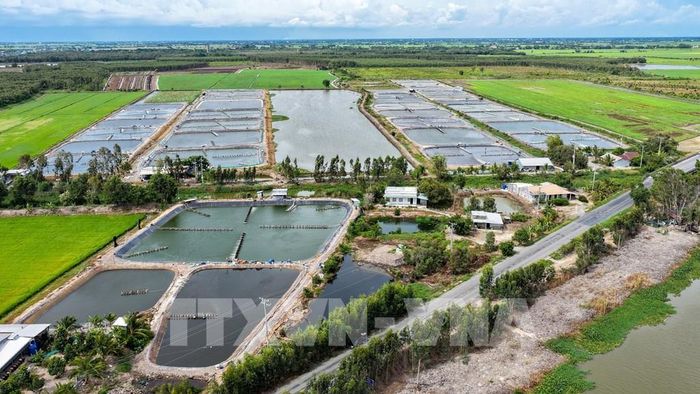 Vùng nuôi thủy sản tập trung tại Tây Ninh, hướng tới quản trị ngành nông nghiệp dựa trên dữ liệu. Ảnh: Minh Phú – TTXVN
