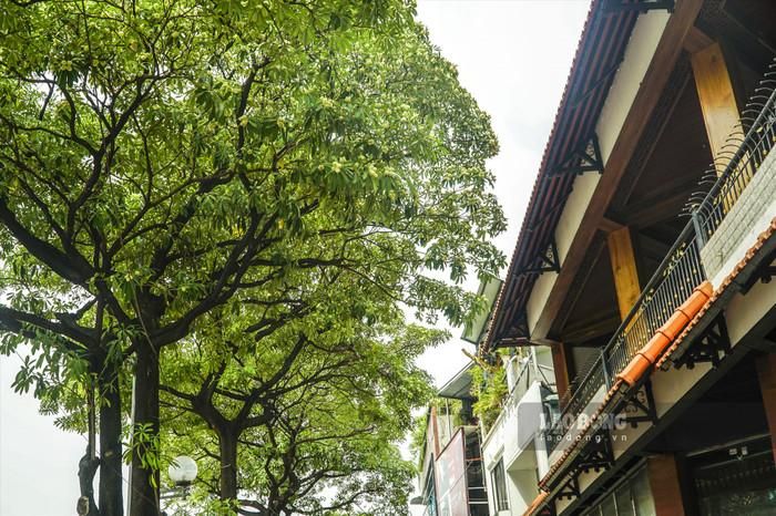 Hoa sữa - loài hoa đặc sản của mùa thu Hà Nội. Ảnh: báo Lao Động