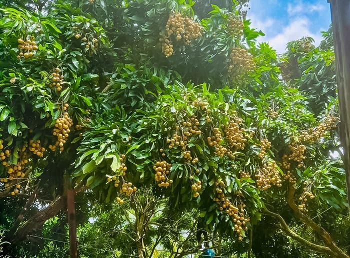 Nhãn, Chôm chôm tại cù lao An Bình khi vào mùa trái chín. Ảnh: vinhlongtourist.vn