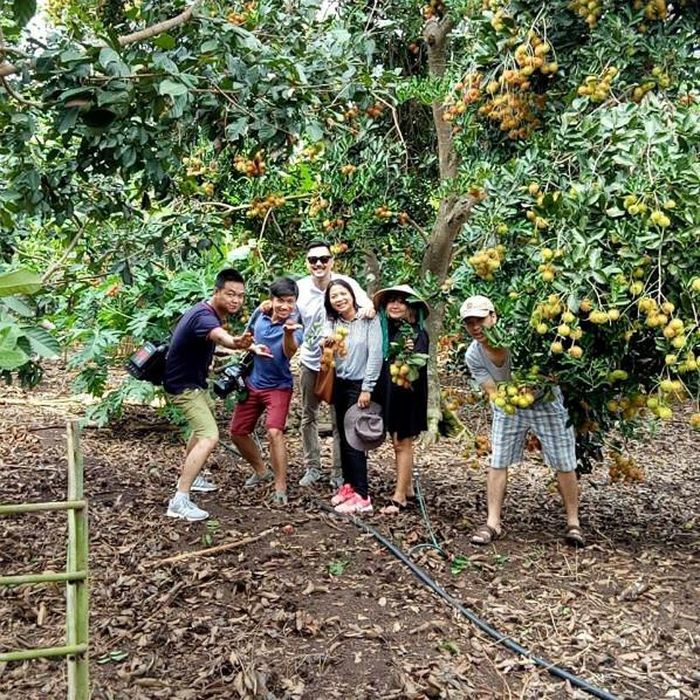 Du khách tham quan vườn chôm chôm. Ảnh: vinhlongtourism.vn