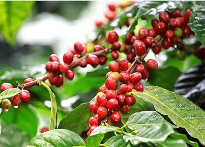  Giá cà phê hôm nay tại khu vực Tây Nguyên dao động trong khoảng 96.000 - 96.700 đồng/kg 